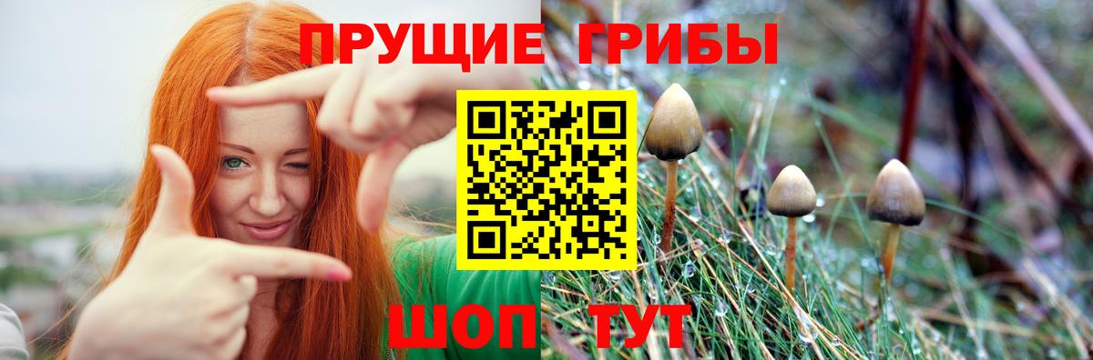 Псилоцибиновые грибы Psilocybine cubensis  Вход с VPN  Заринск 